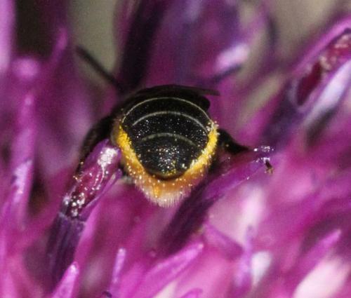 Heriades sp.